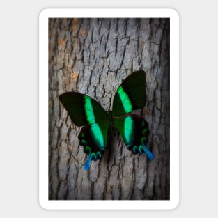 Green Blue Butterfly Resting On Tree Sticker